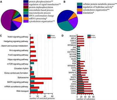 Revealing phosphorylation regulatory networks during embryogenesis of honey bee worker and drone (Apis mellifera)